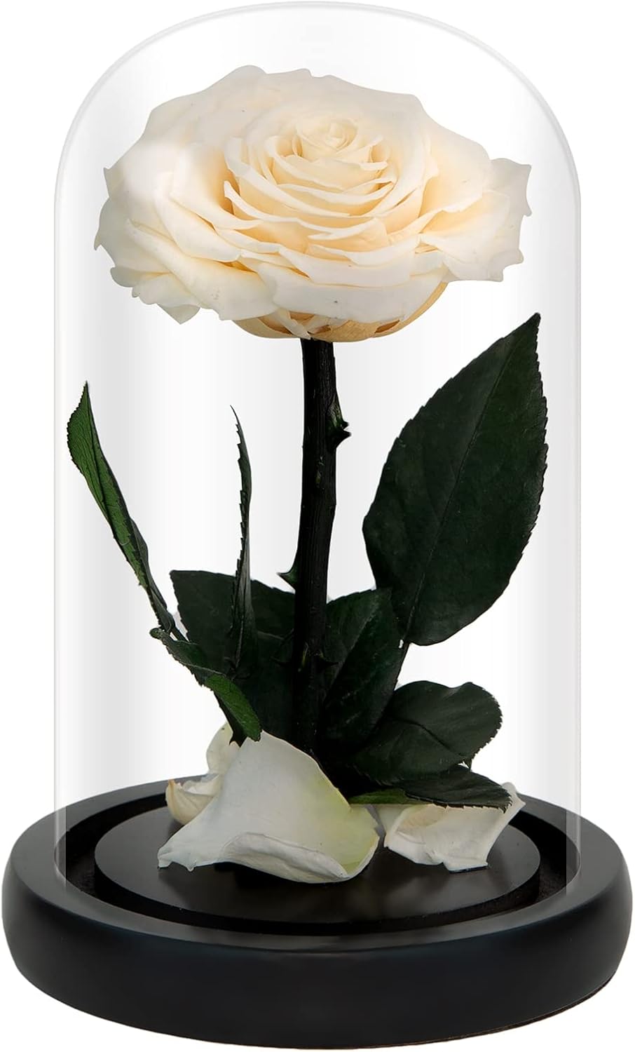 NATROSES Handmade Preserved Roses in Glass Dome, White Roses, Preserved Flowers Gifts for Women, Mothers Day Flowers